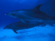 Dauphins